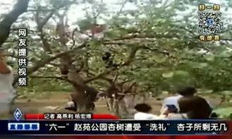 邯郸大树爆料事件视频最新,揭秘背后真相与争议